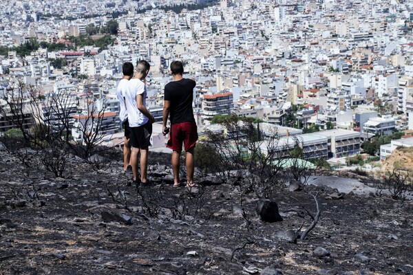 Καταστρέφουν ή όχι τα δάση οι αναδασώσεις; Πώς μπορούν να αντιμετωπιστούν πλέον οι δασικές καταστροφές;