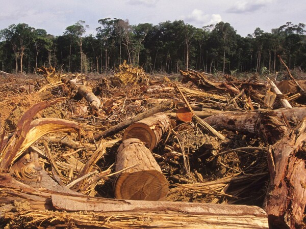 Τετραπλασιάστηκε τον Ιούλιο η αποψίλωση των δασών στη Βραζιλία