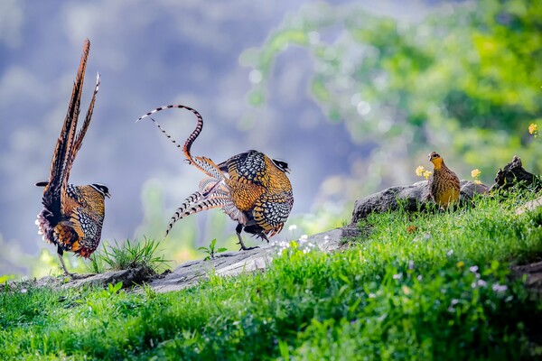 Όλοι οι νικητές των Bird Photographer Awards 2019