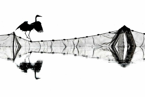 Όλοι οι νικητές των Bird Photographer Awards 2019