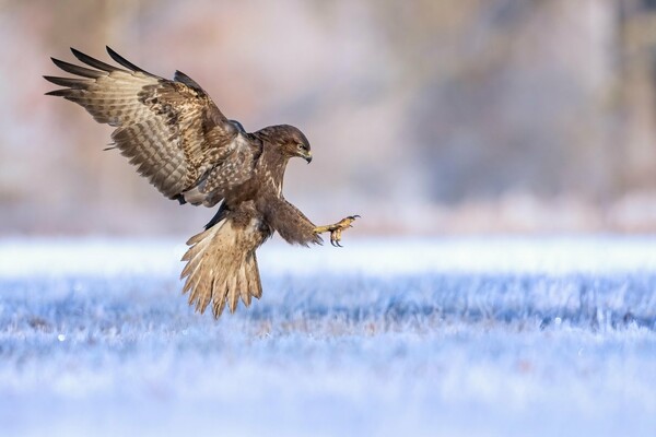 Όλοι οι νικητές των Bird Photographer Awards 2019