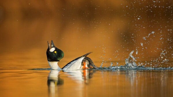 Όλοι οι νικητές των Bird Photographer Awards 2019