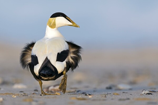 Όλοι οι νικητές των Bird Photographer Awards 2019