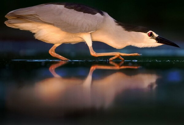 Όλοι οι νικητές των Bird Photographer Awards 2019