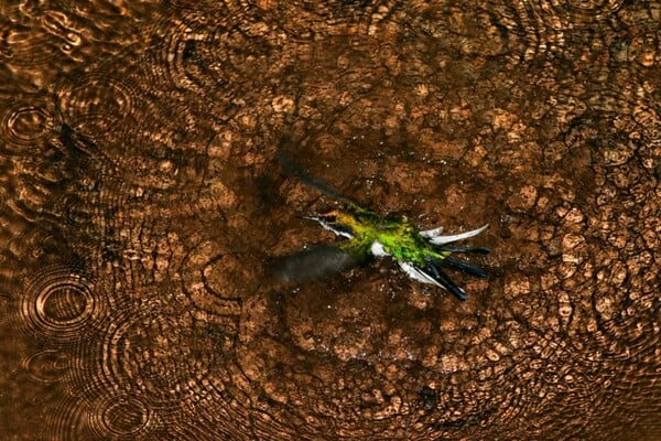 Όλοι οι νικητές των Bird Photographer Awards 2019