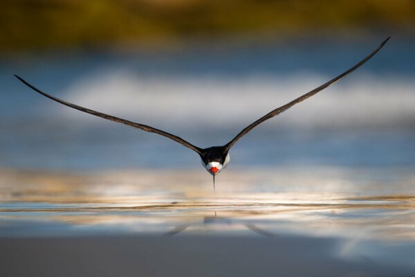 Όλοι οι νικητές των Bird Photographer Awards 2019