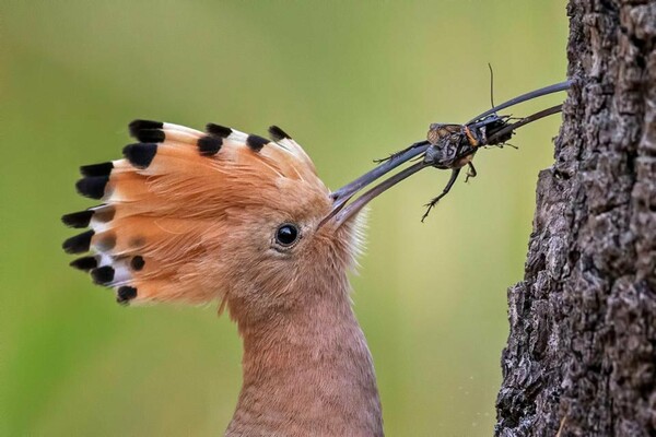 Όλοι οι νικητές των Bird Photographer Awards 2019