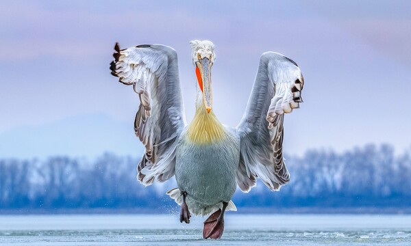 Όλοι οι νικητές των Bird Photographer Awards 2019