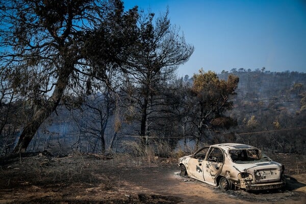 Εύβοια: Εικόνες απόλυτης καταστροφής στο δάσος μετά τη φωτιά