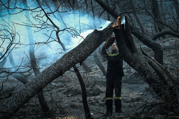 Εύβοια: Εικόνες απόλυτης καταστροφής στο δάσος μετά τη φωτιά