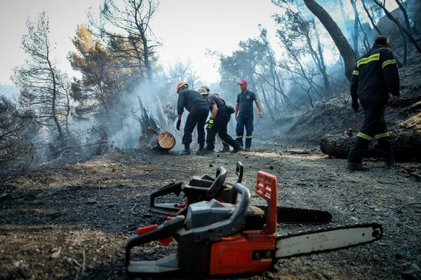 Εύβοια: Εικόνες απόλυτης καταστροφής στο δάσος μετά τη φωτιά