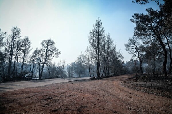 Εύβοια: Εικόνες απόλυτης καταστροφής στο δάσος μετά τη φωτιά