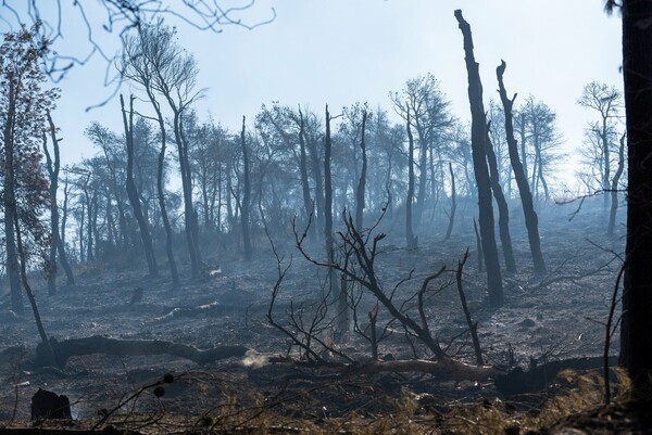 Οριοθετημένη και σε ύφεση η φωτιά στην Εύβοια - Έχουν καεί 23.565 στρέμματα