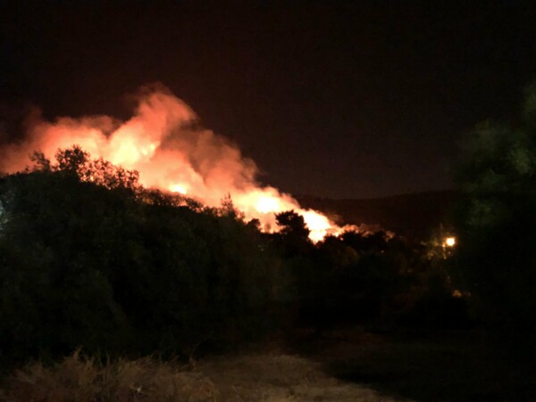 Φωτιά στη Νέα Μάκρη Αττικής - Μεγάλη κινητοποίηση της πυροσβεστικής