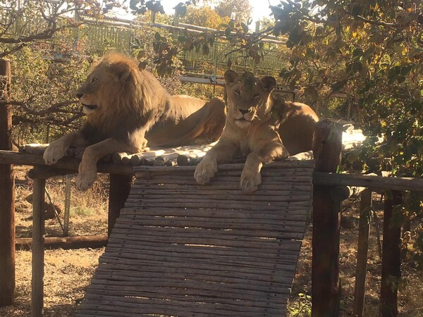 Νότια Αφρική: Άνδρας κατασπαράχθηκε από τα λιοντάρια που κρατούσε αιχμάλωτα σε ράντσο