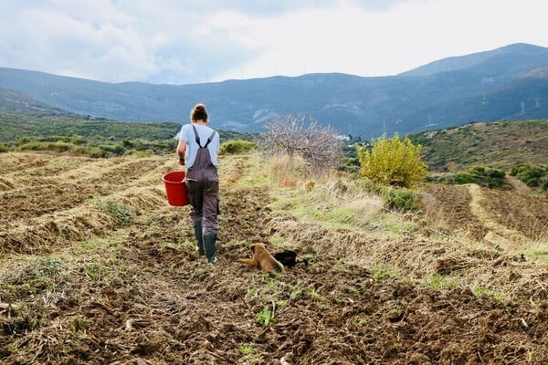 Ένα αγρόκτημα στα Στύρα που εφαρμόζει τον τρόπο καλλιέργειας του μέλλοντος