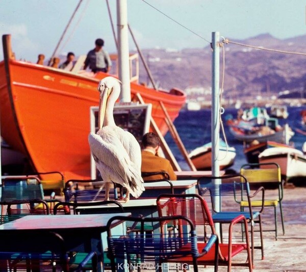 Η ιστορία του Πέτρου του Πελεκάνου στη Μύκονο