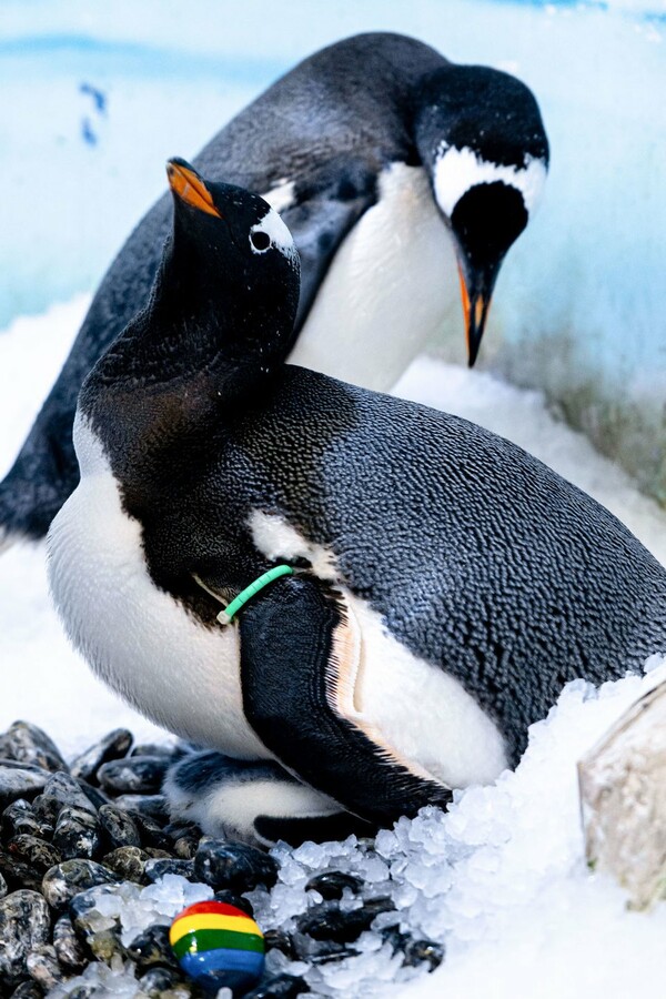Ομόφυλο ζευγάρι πιγκουίνων έγιναν μητέρες για πρώτη φορά - Υιοθέτησαν και εκκόλαψαν αυγό