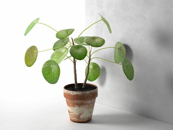 Πώς κόλλησα με την εξωγήινη Pilea Peperomioides - το πιο δημοφιλές φυτό στο instagram