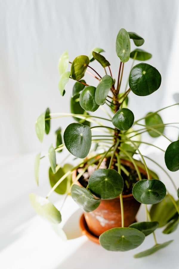 Πώς κόλλησα με την εξωγήινη Pilea Peperomioides - το πιο δημοφιλές φυτό στο instagram