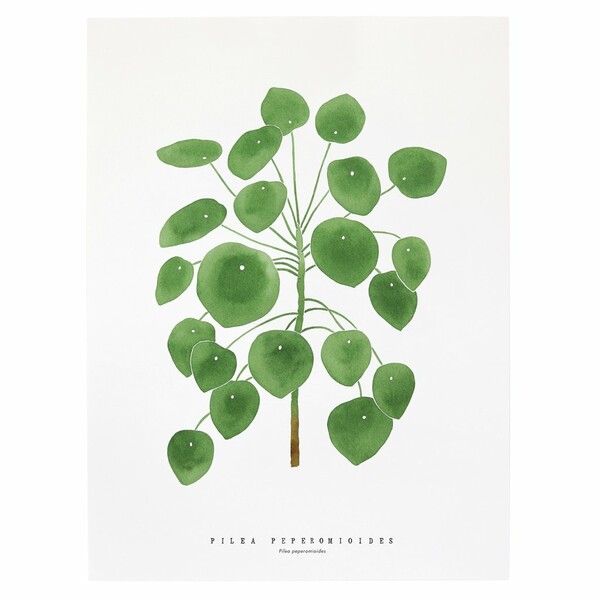 Πώς κόλλησα με την εξωγήινη Pilea Peperomioides - το πιο δημοφιλές φυτό στο instagram