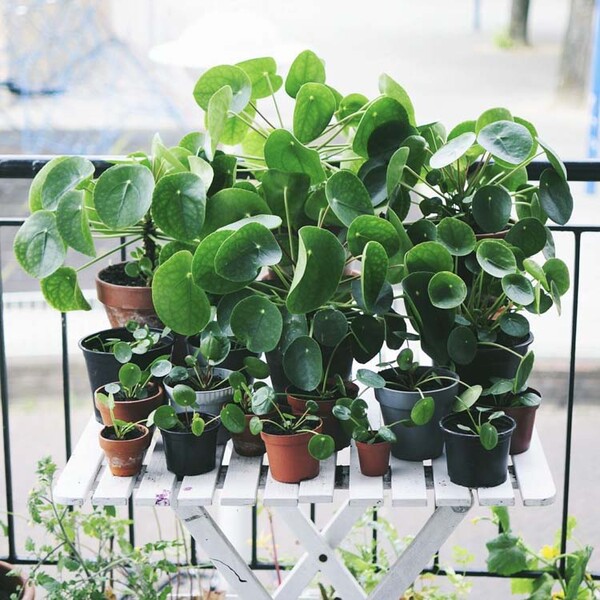 Πώς κόλλησα με την εξωγήινη Pilea Peperomioides - το πιο δημοφιλές φυτό στο instagram