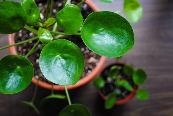 Πώς κόλλησα με την εξωγήινη Pilea Peperomioides - το πιο δημοφιλές φυτό στο instagram