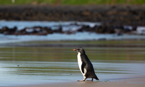 Το «απίθανο» ταξίδι ενός πιγκουίνου που κολύμπησε από τη Νέα Ζηλανδία έως την Αυστραλία