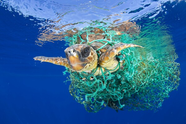 WWF: Η Μεσόγειος είναι σχεδόν ολοκληρωτικά απροστάτευτη