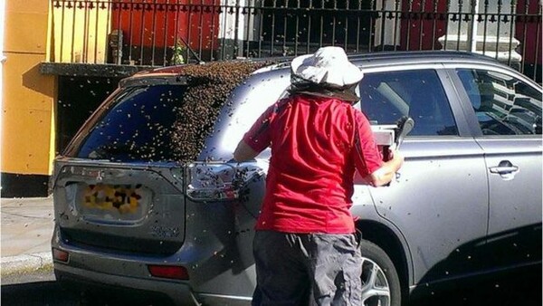 Χιλιάδες μέλισσες "κόλλησαν" πάνω σε αμάξι μέσα στο οποίο είχε παγιδευτεί η βασίλισσά τους