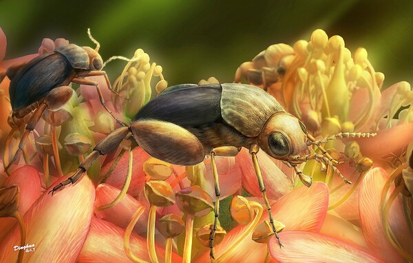 Το αρχαιότερο απολίθωμα επικονίασης λουλουδιού από έντομο - Συνέβη πριν 99 εκατ. χρόνια
