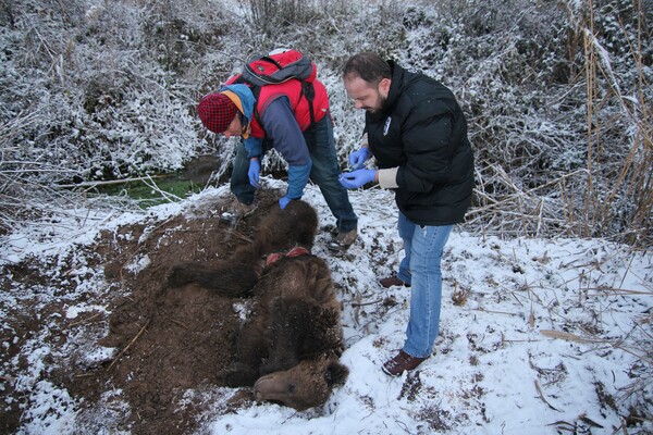 Φλώρινα: Αρκούδα βαριά τραυματισμένη επέζησε στο κρύο για μέρες εγκλωβισμένη σε θηλιά