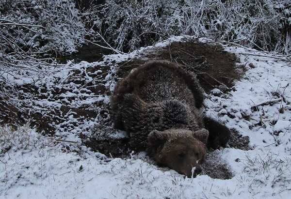 Φλώρινα: Αρκούδα βαριά τραυματισμένη επέζησε στο κρύο για μέρες εγκλωβισμένη σε θηλιά