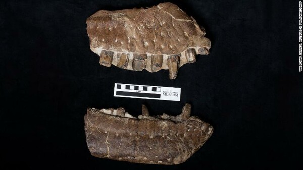 «Θανατοθεριστής»: Παλαιοντολόγοι ανακάλυψαν ένα νέο είδος δεινοσαύρου στον Καναδά