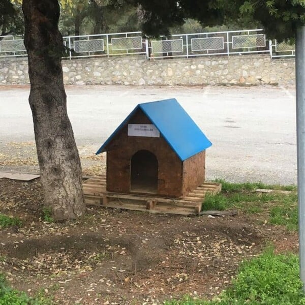 Όλυμπος: Ο δήμος έφτιαξε ξύλινα σπιτάκια για να προστατευτούν τα αδέσποτα από το κρύο