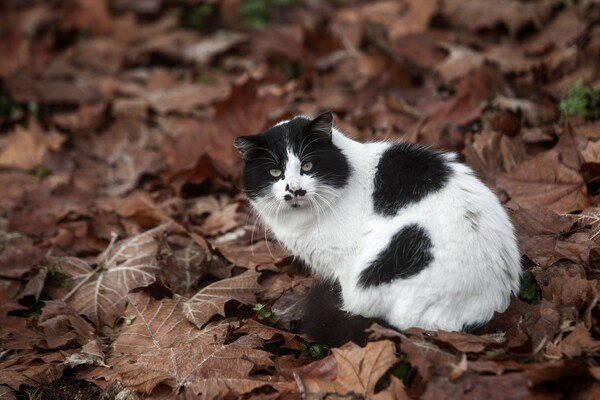 Βέλγιο: Μία γάτα ενδέχεται να κόλλησε κορωνοϊό από την ιδιοκτήτριά της - Συστάσεις στους φιλόζωους