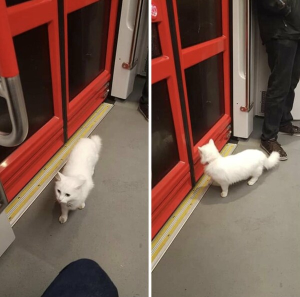 Bowie: Ο γάτος που παίρνει μόνος του το τραμ στη Χάγη