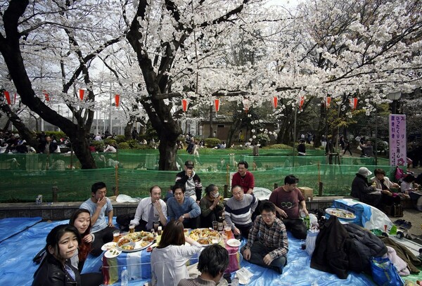 Κορωνοϊός: «Θύμα» της πανδημίας oι ανθισμένες κερασιές της Ιαπωνίας