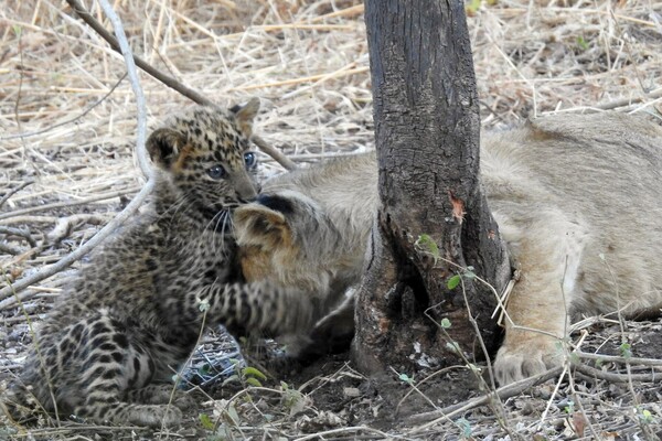 Λέαινα υιοθέτησε νεογέννητη λεοπάρδαλη σε πάρκο της Ινδίας