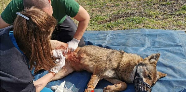 Καστανάς: Θηλυκός ο λύκος που κρεμάστηκε στην καγκελόπορτα - Την είχαν κυνηγήσει σκυλιά