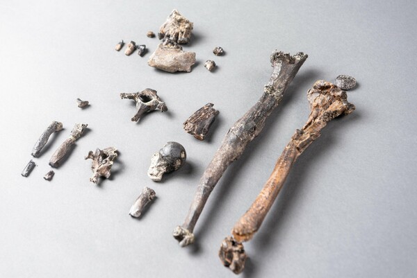 Ανακάλυψη ορόσημο στη Γερμανία - Τα οστά αρχαίου πιθήκου που ίσως πρώτος στον κόσμο περπάτησε όρθιος