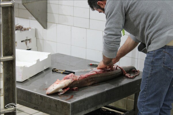 Τρώμε καρχαρία αντί για γαλέο – Πώς τα ταμπελάκια παραπλανούν τους καταναλωτές