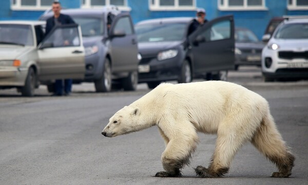Οι πάγοι λιώνουν, οι άνθρωποι εξαπλώνονται και οι πολικές αρκούδες ωθούνται στον κανιβαλισμό