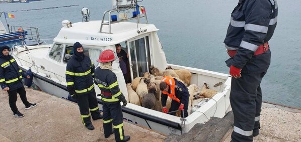Ρουμανία: Ανατράπηκε πλοίο με 14.000 πρόβατα - Επιχείρηση για να σωθούν τα ζώα που πνίγονται