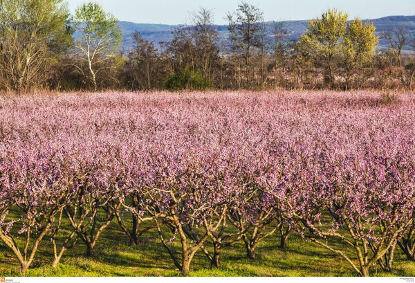 Οι ανθισμένες ροδακινιές της Βέροιας - Το ασταμάτητο ξύπνημα της φύσης σε ανακουφιστικά όμορφες εικόνες