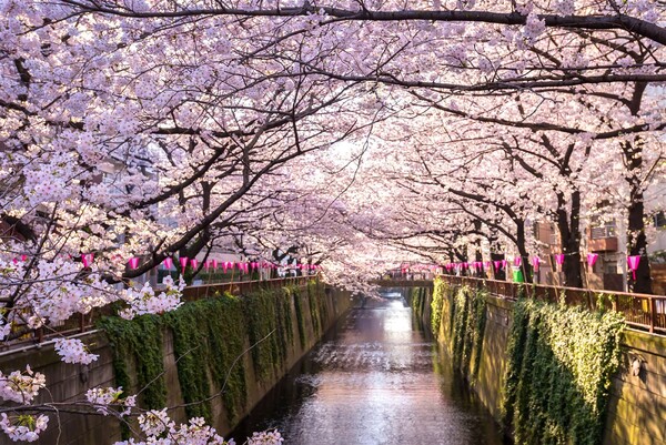 Κορωνοϊός: «Θύμα» της πανδημίας oι ανθισμένες κερασιές της Ιαπωνίας