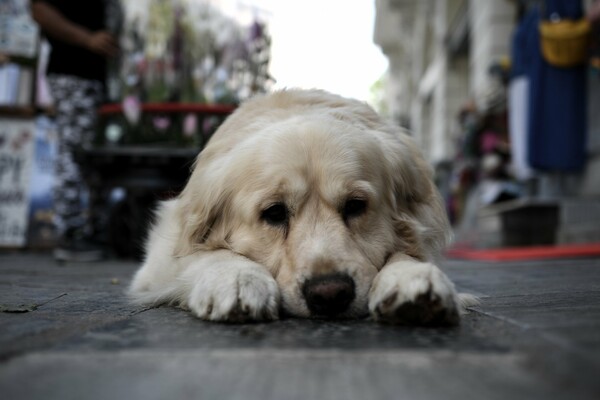 Δηλητηριάζουν σκυλιά στο Ναύπλιο - Ο δήμος «επικήρυξε» τους δράστες