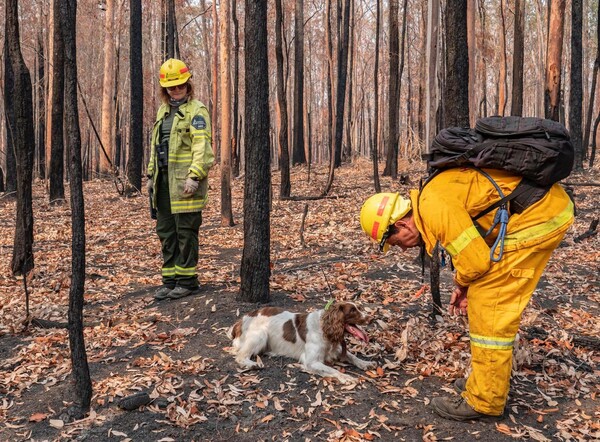 Τέιλορ: Η σκυλίτσα που σώζει κοάλα από τις πυρκαγιές στην Αυστραλία