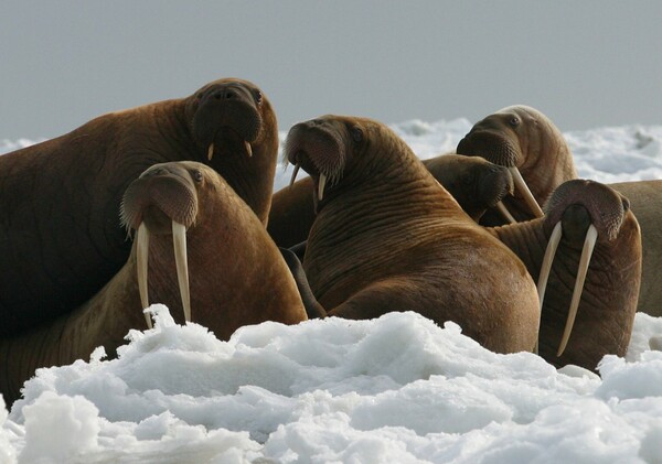 Θαλάσσιος ίππος βύθισε ρωσικό σκάφος στον Αρκτικό - Προστάτευε τα νεογνά του