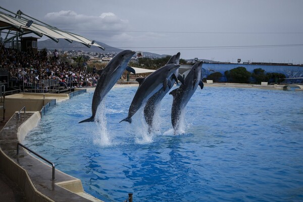 Τέλος το δελφινάριο στο Αττικό Ζωολογικό Πάρκο - Ανακλήθηκε η άδεια